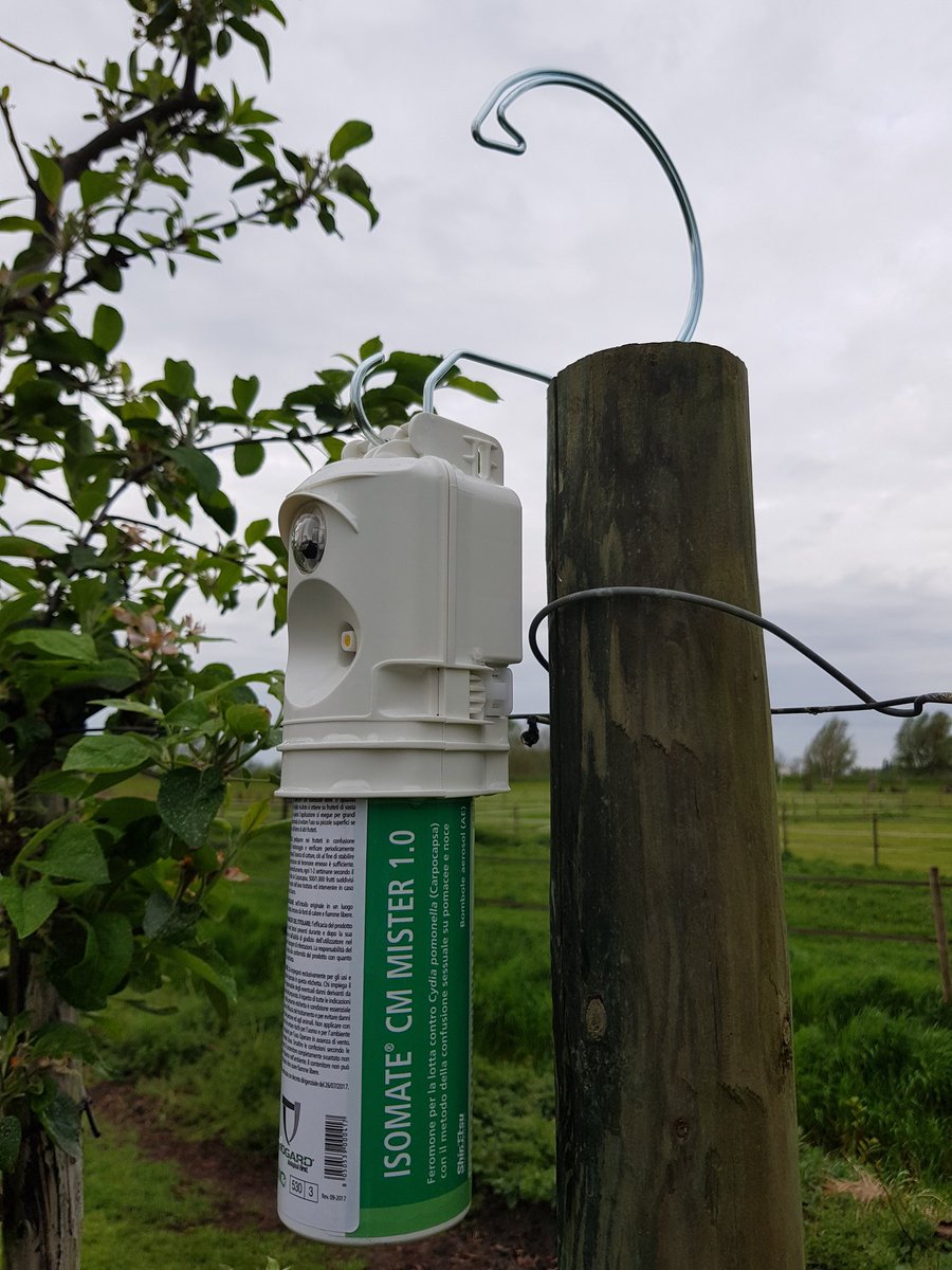 JohnKusters's tweet photo. Afgelopen week proef opgestart met feromoonverwarringstechniek. Door de geur van vele vrouwtjes vinden de mannetjes de vrouwtjes niet,  daardoor geen paring en geen schadelijke rupsen. #fruitteelt #bio #groene #gewasbescherming https://t.co/QXqZucTtSp