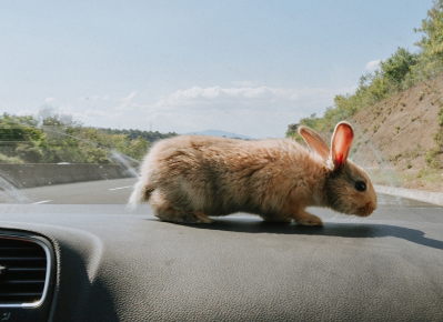 CentreVetes's tweet photo. Les lapins sont très sensibles à la chaleur! C’est pour cela qu’ils construisent des terriers dans la nature. L’air y sera plus frais qu’à la surface. Cet été, soyez donc vigilant avec votre lapin et n’hésitez pas à le rafraîchir à l’aide d’eau fraîche et d’un peu d’air frais. https://t.co/2wTskwcV73