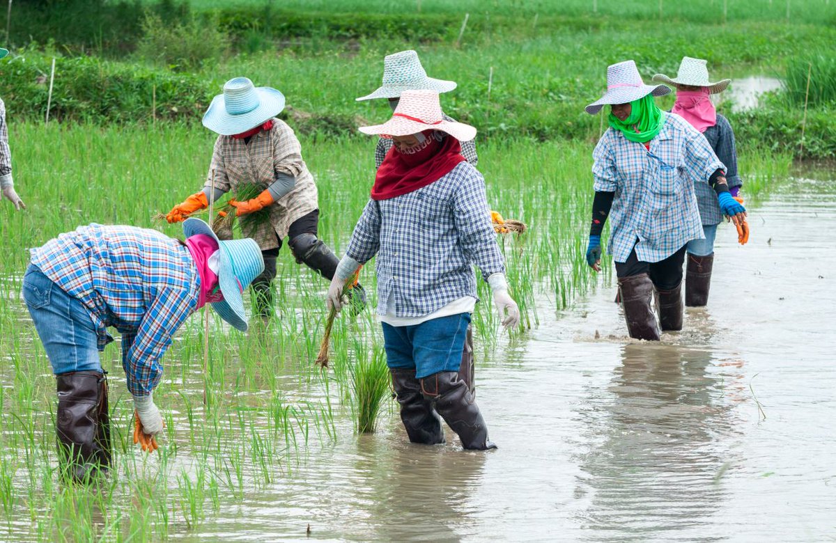giz_gmbh's tweet photo. The re:publica conference next week is all about #digitalization. Find out what digitalization has to do with our work and how it helps rice farmers in Southeast Asia to secure their income: https://t.co/QMIuYpoWEo
@republica #rp19 #tldr #RIICE https://t.co/uFNLCeBBbo