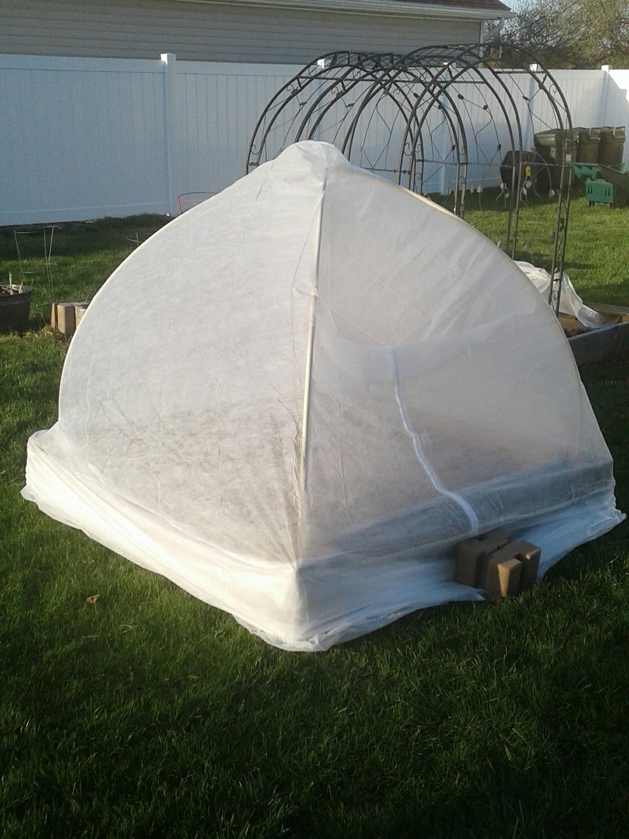Agfabric dome tent for frost and white/yellow cabbage butterflies protection  instead of chemicals  #ExtinctionRebellion #gardening #growyourown #GardenersWorld #GardenParty #farmers #FarmLife #foodsafety #foodworldorder  @peaceofcotton @CogHillFarms @dum_phuk @HueManBean