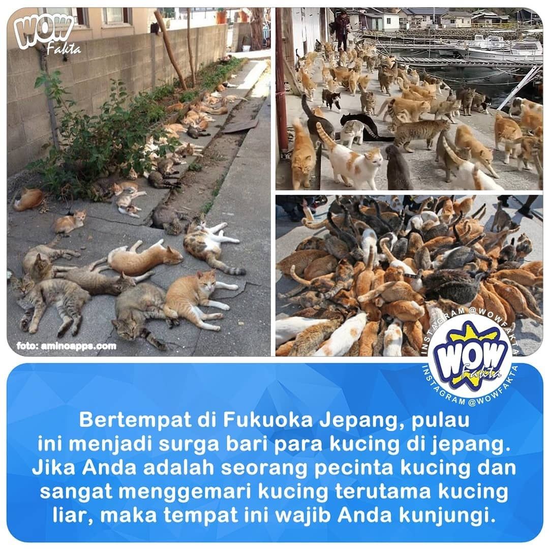 kontenwow's tweet photo. Bertempat di Fukuoka Jepang, pulau ini menjadi surga bari para kucing di jepang.

Seorang fotografer Jepang bernama Fufubirai memotret kucing-kucing liar yang hidup di sebuah pulau di Fukuoka...
.
.
https://t.co/FFAO6tWnmu
.
. https://t.co/TBLb5S1CCL
