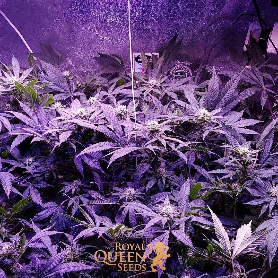 royalqueenseeds's tweet photo. #RoyalMoby is known for both its strong heady high and its abundant growth. Well, you already may have noticed that at the picture... 😋 

She will provide you a high of 19% #THC.

Have you tried her yet?

https://t.co/sbZewqQTfi

📷 Charliezard https://t.co/nrYWiXCG1O