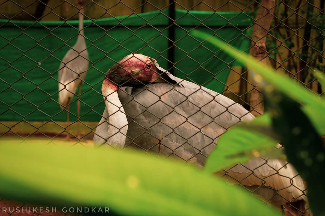CitiesMagical's tweet photo. The Sarus Crane is the world's tallest flying bird standing 152-156 cm tall and a wingspan of 240 cm. 
#saruscrane
PC : rushikesh_gondkar
#dslrofficial #shootguru#photographers_of_india #streetphotographyindia #YourShotPhotographer #mumbaivisionare #adobelightroom https://t.co/IqmH5PtkKB