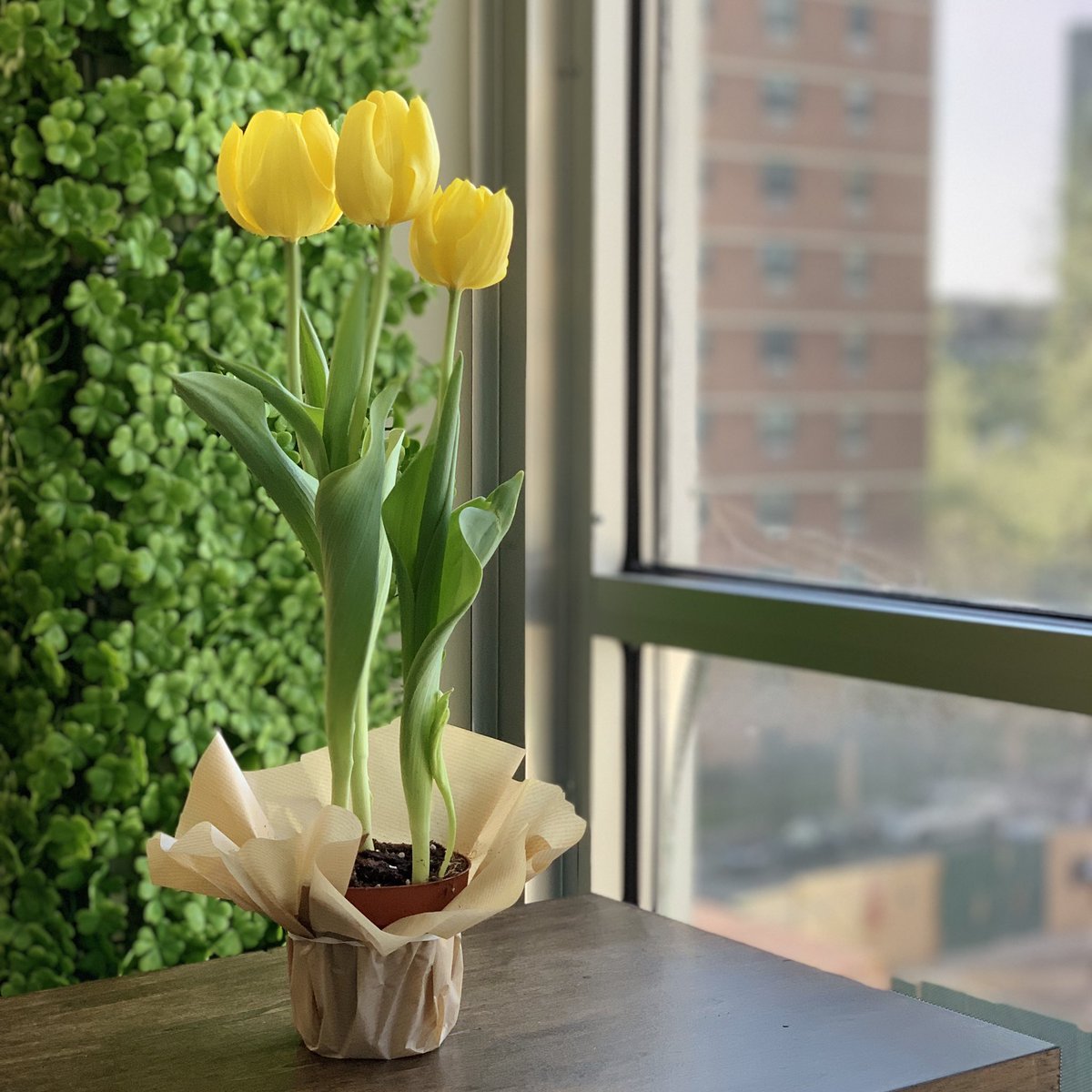 Starting the week with a little bit of of spring in the <a href="/GrowClovyr/">Clovyr</a> office 🌷☘️