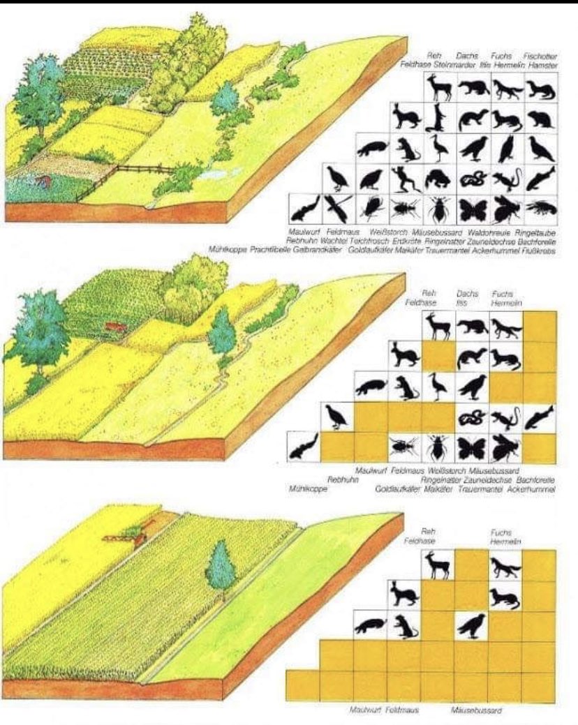 Journée mondiale de la biodiversité.  Plutôt pédagogique cette représentation d’un monde qui change.