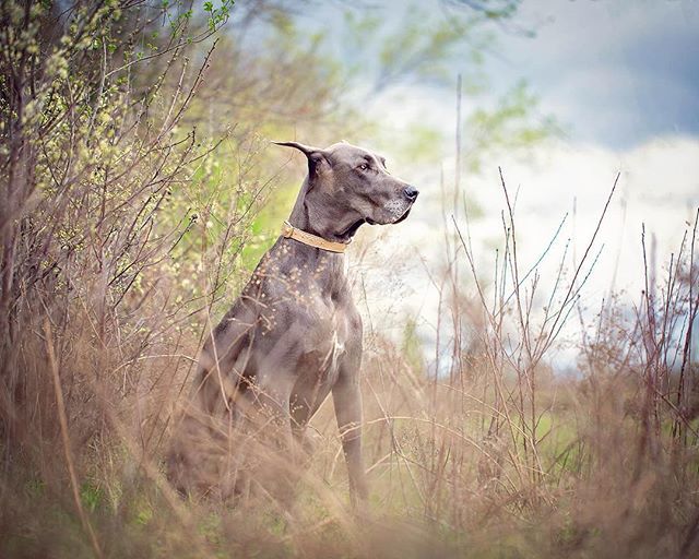 FreyaEverAfter_'s tweet photo. I have my girl back 💗 Since Finn passed, Freya has been so depressed. She’s barely wanted to run (her favorite thing), play or do anything really. It felt like I’d lost her too in a way. But now, she’s come back to me and it’s such a relief. My sweet… https://t.co/yJ87tQBxqJ https://t.co/8vT6mPEL3q