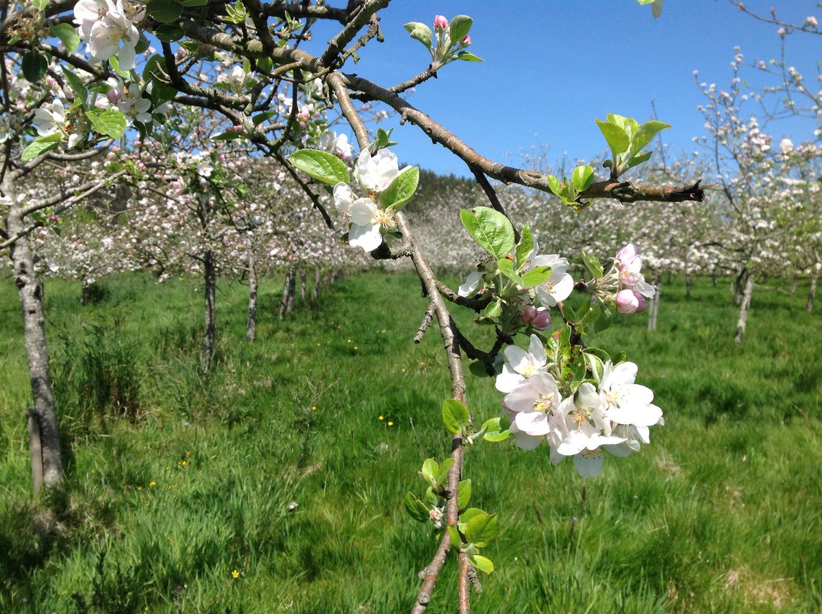 EMBrutnature's tweet photo. Las variedades mรกs tempranas de nuestro #Terroir en plena #floracion #fincaViadi (mejor plantaciรณn 2015/16/17/18) #DelaRiega #floreciendo ๐ธ๐บ@sidradeasturias #flordelmanzano #CosechaPropia #ElGobernador #Sidra #cider #sparkingcider #villaviciosa #asturias https://t.co/r4muF3wOlN
