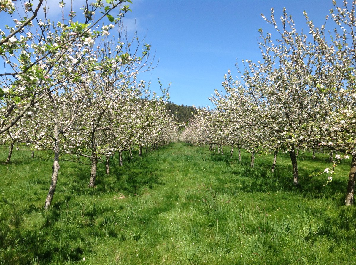 EMBrutnature's tweet photo. Las variedades mรกs tempranas de nuestro #Terroir en plena #floracion #fincaViadi (mejor plantaciรณn 2015/16/17/18) #DelaRiega #floreciendo ๐ธ๐บ@sidradeasturias #flordelmanzano #CosechaPropia #ElGobernador #Sidra #cider #sparkingcider #villaviciosa #asturias https://t.co/r4muF3wOlN