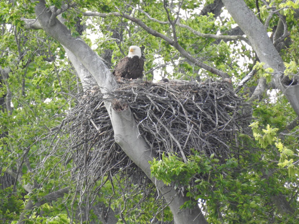 “That was cool.” A great way to start off the day was hearing a high schooler say that about seeing an active &amp; successful bald eagle nest a little over a mile from their school. We talked about the adult birds/their eaglets, pesticides, climate change &amp; switching to (con’t)