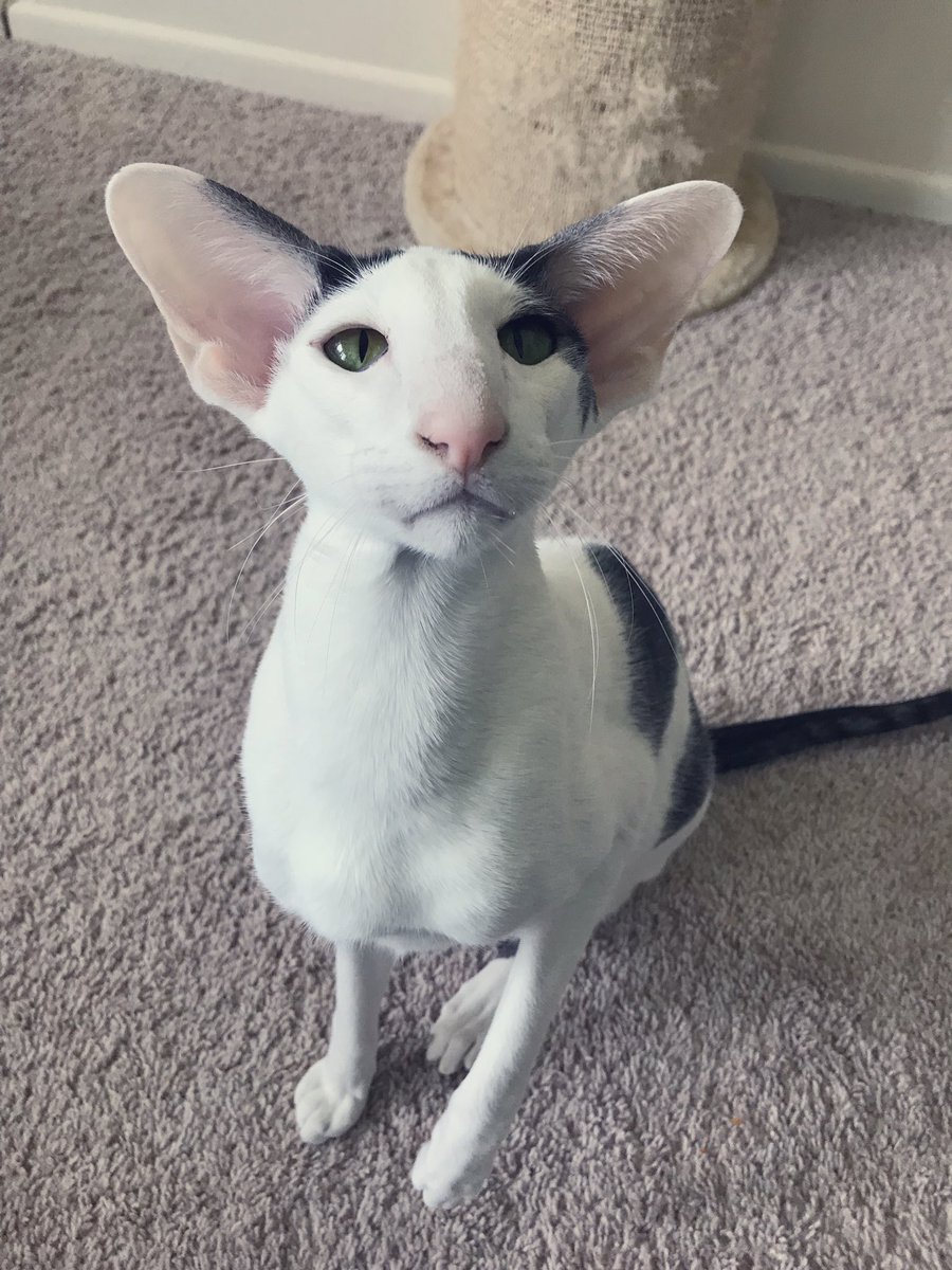dobby looking cat