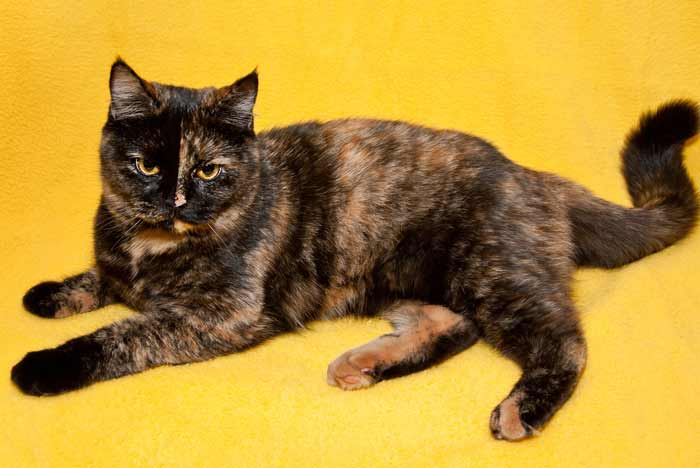amigosdesam's tweet photo. ¿SABIAS QUÉ?
Los gatos tricolores o de hasta cuatro colores, son exclusivamente hembras. con pelaje de tres colores negro, rojo y crema (variedad carey) y cuatricolor cuando llevan el blanco, en los extrañísimos casos de algún macho, estos son estériles. https://t.co/AGWRRAEyVe