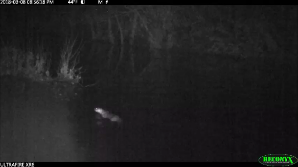 CountyDistric's tweet image. Week #18 All About Springtime Bird Nesting - mailchi.mp/53e48da05e9e/w…