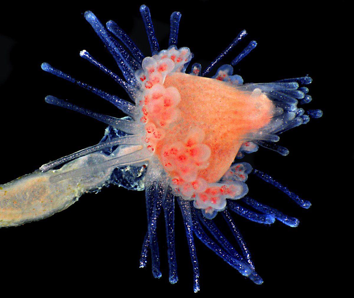 🔬Looking to be dazzled on this #MicroscopyMonday? Check out this beautiful hydroid collected from a kelp sample
📷: Mike Crutchley/2011 Olympus BioScapes Digital Imaging Competition