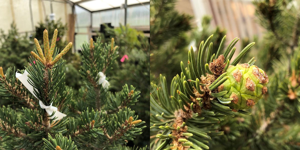 Reproductive growth of pinyon under drought stress amazes me. Left is a well-watered pinyon, showing budbreak and extension of vegetative growth (pre-dawn stem water potential: -1.2 MPa), right is a tree under drought (-3.5 MPa pre-dawn) with (still!) expanding cones and set buds