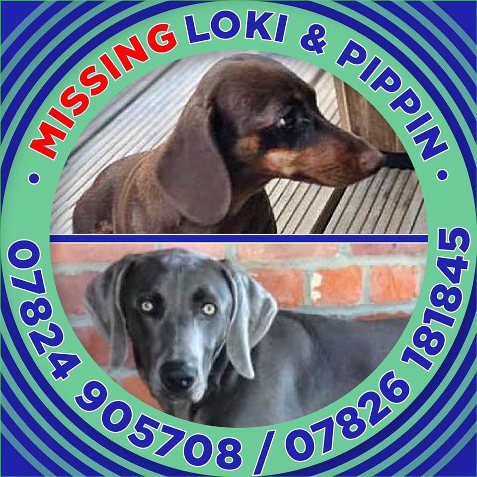 MolliePug's tweet photo. Facebook Page-LOKI n PIPPIN missing❤️
Where Are They Please?🙏#findLoki #findPippin @BlueFrenchie1 @gelert01 @RachaelB100 @rosiedoc666 @SummerBreezeUS @KarenFi51820768 https://t.co/qiL5wUyXb6