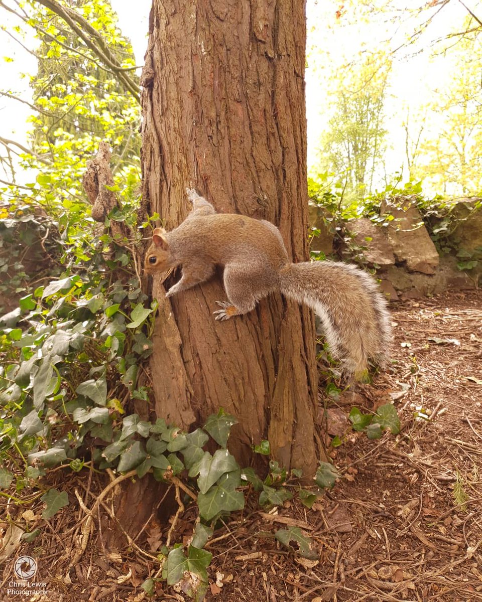 A squirrel at Brandon Hill in Bristol. #Bristol #visitbristol #squirrel #tree #nature #naturephotography  #cardiffphotography #CardiffPhotographer #visitbristol #brandon #Hill #BrandonHill #bristolshootersuk #beautifulday #dayout #beautifulday #beautifulplace #park #greenscreen