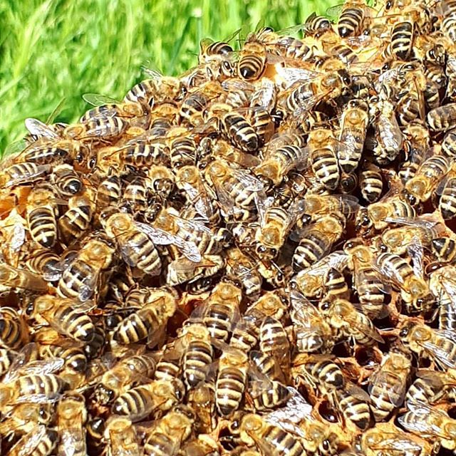 beewebapp's tweet image. #beekeeping #bees #bee #beekeeper #beekeepers #beehive #pcelarstvo #honey #honigbiene #savethebees #honig #apicoltura #apicultura #apicultores #apiculture #apiary #apicultor #pčelarstvo #savethebees🐝