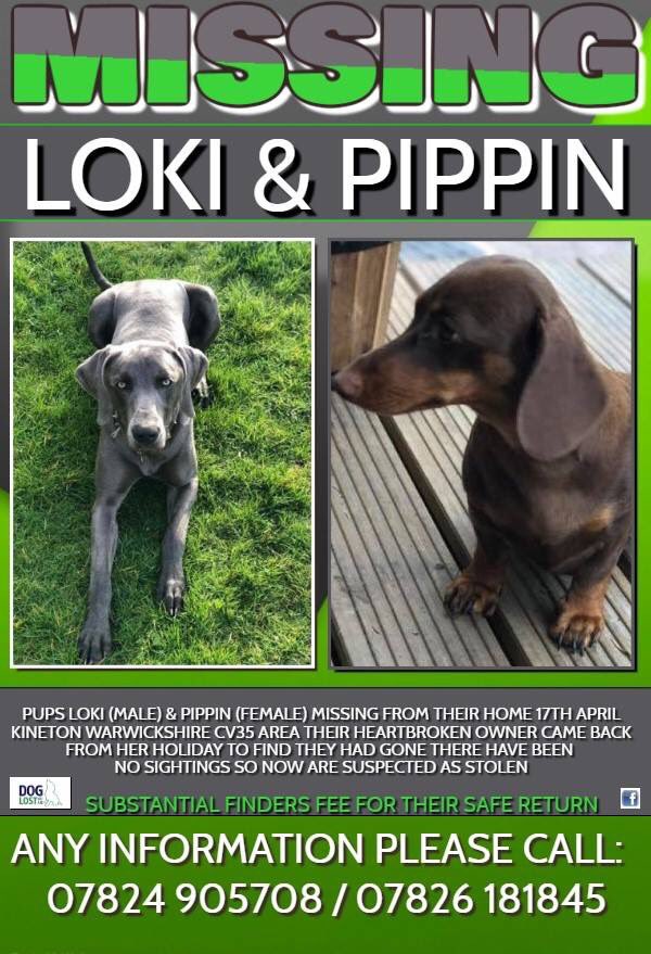 veryluckypugs's tweet photo. Facebook Page-LOKI n PIPPIN missing❤️
Where Are They Please?🙏 #findLoki #findpippin @Eloquencealways @thedogfinder @missingdogs155 @rosiedoc666 @gelert01 @SummerBreezeUS @RachaelB100 @suedaycam @jaynecellison @LizJ_T @psychicpenny @getskyhome @MissingPetsGB https://t.co/Aw4TrCXo0o