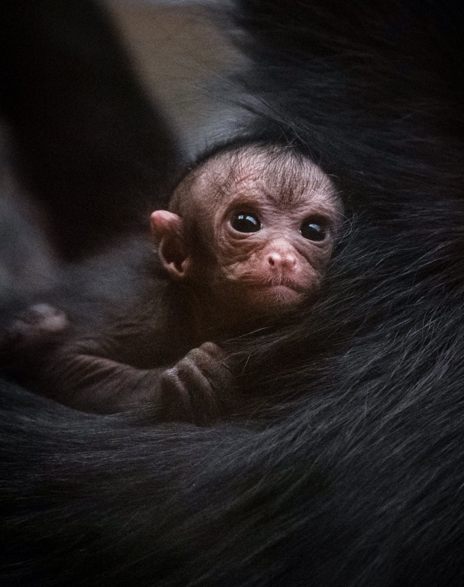 chesterzoo's tweet photo. Spider monkey, Faye, has had a baby! 

Just look at those big, brown eyes 😍🐒❤️️ https://t.co/85llv2lOsr