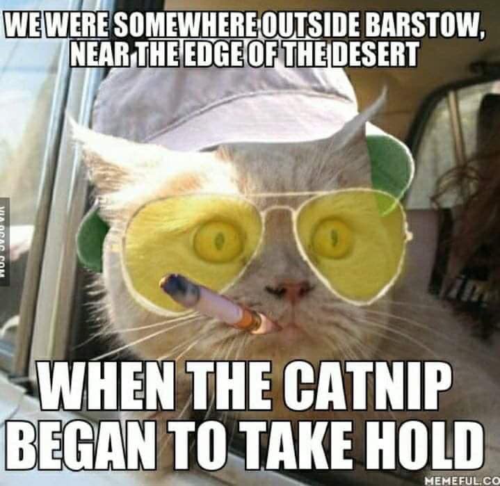 2flyingcatz's tweet photo. @MysteryCatSleep @KrisArmstrong1 @irisesther54 @MaryTfan @danapixie @lucy_bunnies @mk_inwa @CLowetweets @WhoaBlackBetty5 @Yellowonetsy @oliviackcs @MillieOTLFP @paseri021 @MewllerRawr @badpiratemonkey That’s a great hiding place! Going on a week-long catnip bender? https://t.co/CJd9jW3clX