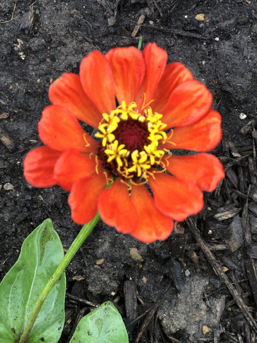 The Stanley Garden Club has done an outstanding job to create a beautiful place for all kinds of creatures. <a href="/StanleyStampede/">Stan C. & Patsy Stanley Elementary School</a> #ilovesse #butterfliesandladybugs