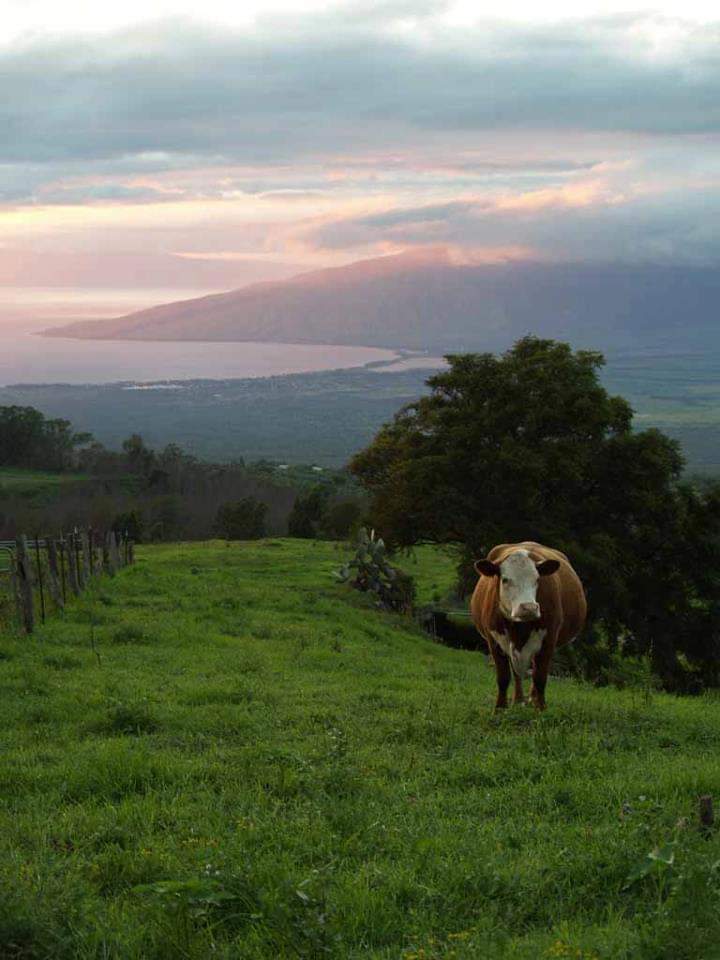 Hawaii Paniolo tweet media