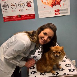 Austin_Vets's tweet image. ❤️Heartworm disease is easily preventable &amp;amp; #heartworm preventative (such as #Heartgard, #ProHeart, etc.) is strongly recommended due to our climate &amp;amp; prevalence of #mosquitoes. Learn more! buff.ly/2J1pewj #atx #austinvet #MondayMotivation @Austin_Vets