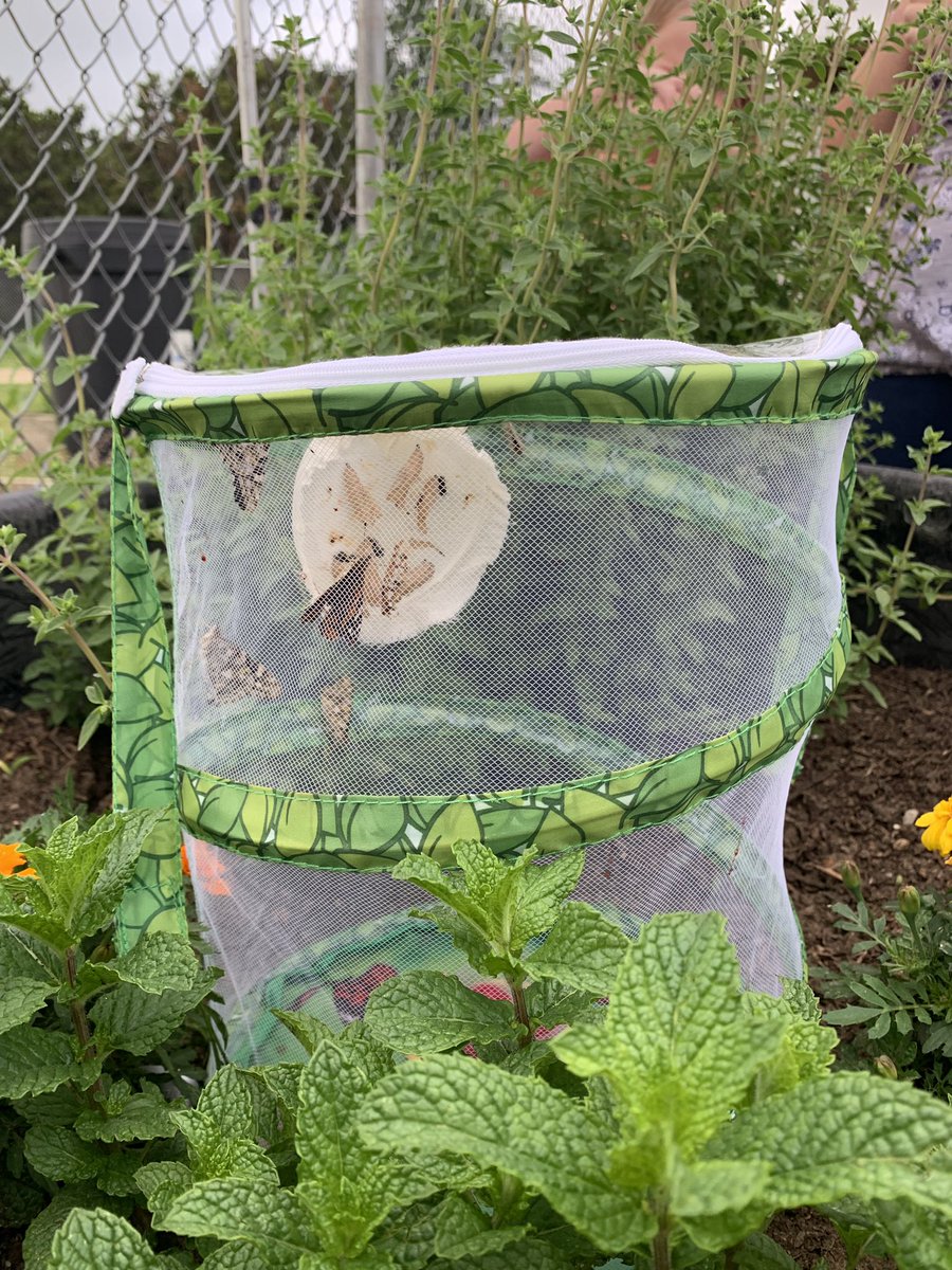 JCPrice331's tweet image. 🎼 Butterfly in the sky...🎼 Time to release our friends into the world! @FairOaksRanchES