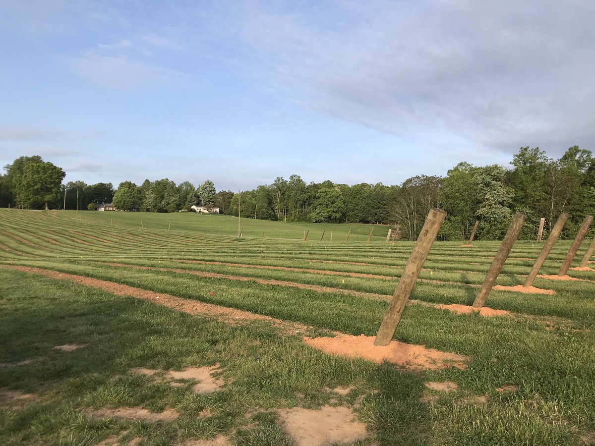 stanburnwine's tweet photo. We are planting 1,040 Petit Verdot vines today. And later more Barbera and Vidal Blanc. #vineyard #swva #vawine #petitverdot #virginiaisforwinelovers #virginiaisforlovers #pcva #barbera https://t.co/u3hpR0kgxX