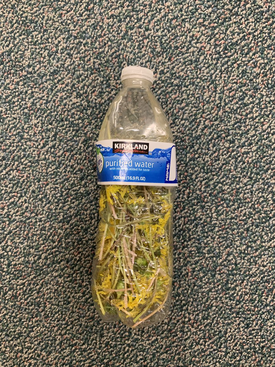 Sweet little boys just brought be a bottle of perfume they made at recess. They said they are recycling the bottle and said it smells really good and they are correct! We just confirmed they are called Perfumers and they have created a fragrance! #NeverUnderestimateTheDandelion