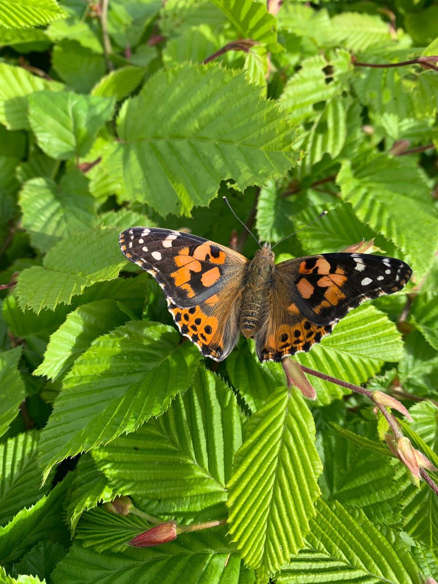 Onze rupsen zijn ontpopt #vlinder #rupsjenooitgenoeg #dieren