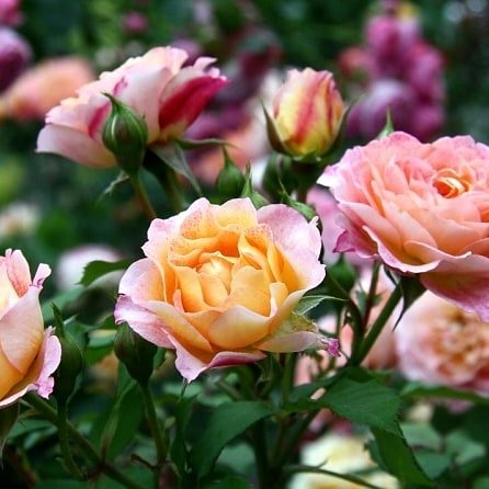 MIHELLE BEDROSSIAN - roze Hameleons. Jūs neticēsiet, fotogrāfijās ir viena un tā pati roze,  no koši sarkanas līdz gaiši oranžīgi rozā. Dažādās ziedēšanas stadijās pilnīgi cita krāsa.
Sūtām ar Omnivu.
medrozes.lv