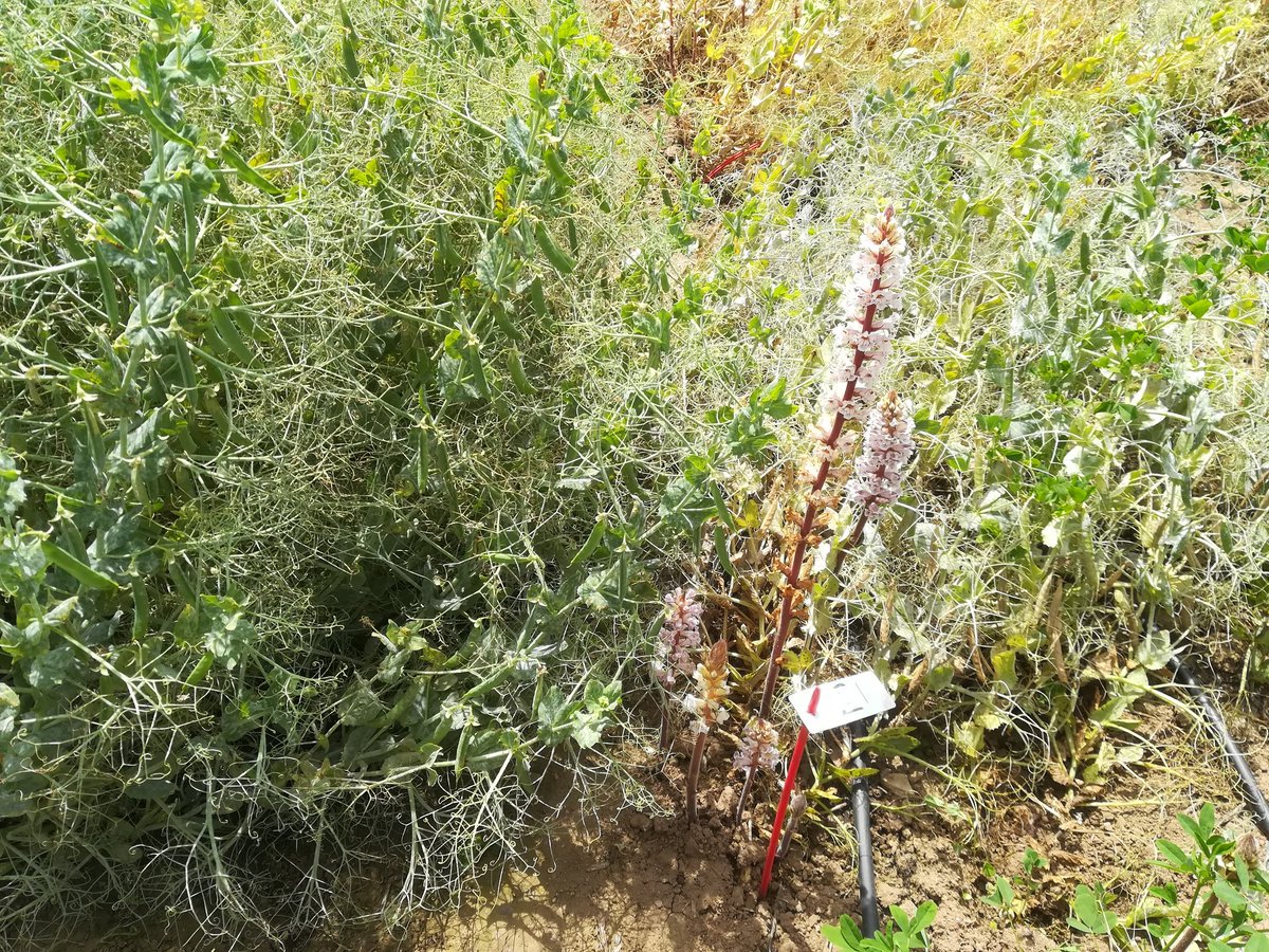 #Pea breeding: advanced lines restistant to #broomrape (#orobanche) left, compared with susceptible one (right) <a href="/IAS_CSIC/">IAS-CSIC</a> <a href="/PDResistLab/">ResistLab</a>