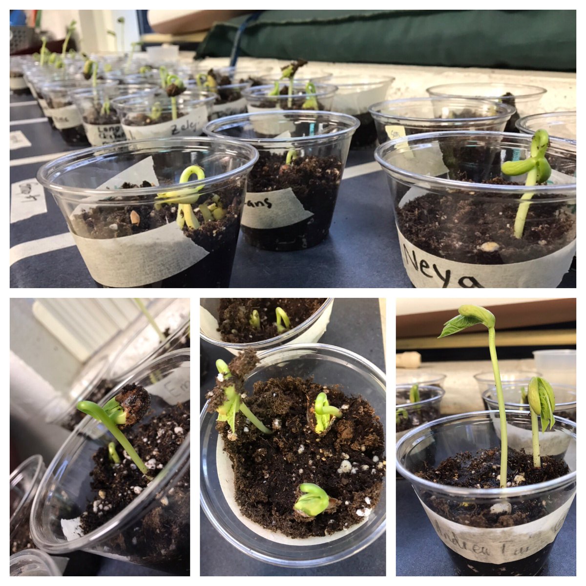 Zinnovators's tweet photo. Dear Roadrunners: Here are photos of our bush bean plants from Friday compared to today! #weekendgrowth #watchthemgrow #bushbean #classplants #greenthumbs https://t.co/VEqmHr3dK3
