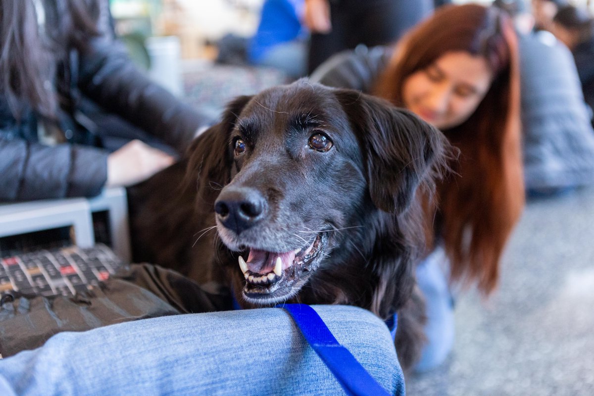 Finals can be ruff, but at least you can pet dogs every night this week from 8 p.m. to 9 p.m. in University Library😍