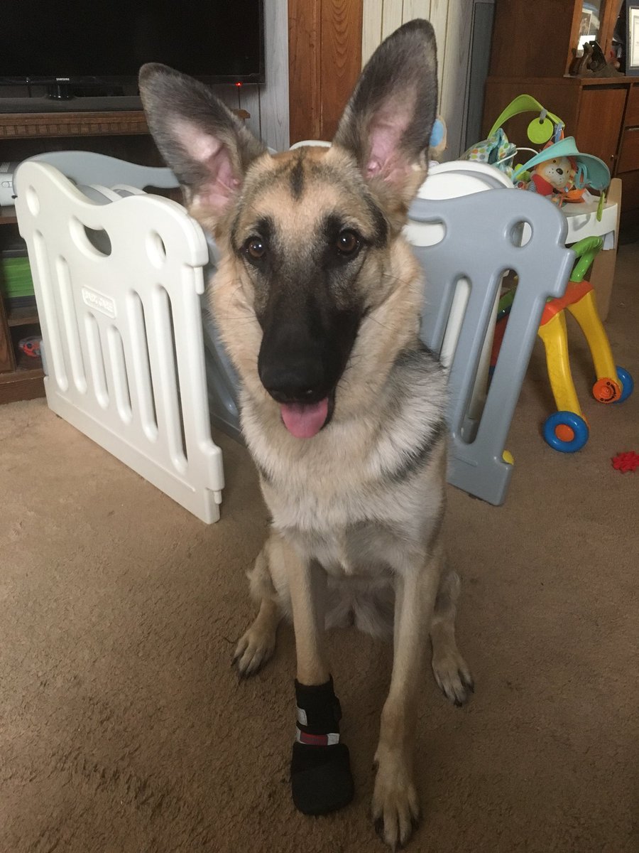 wastedoneternty's tweet photo. All she wants to do is play all day long. With small windows of laying about. She doesn’t understand that she needs to rest up to heal. Our poor lil lovey. #loveyleia #throwtheballplease @TheLuckyPupp https://t.co/irgWKBDPGe