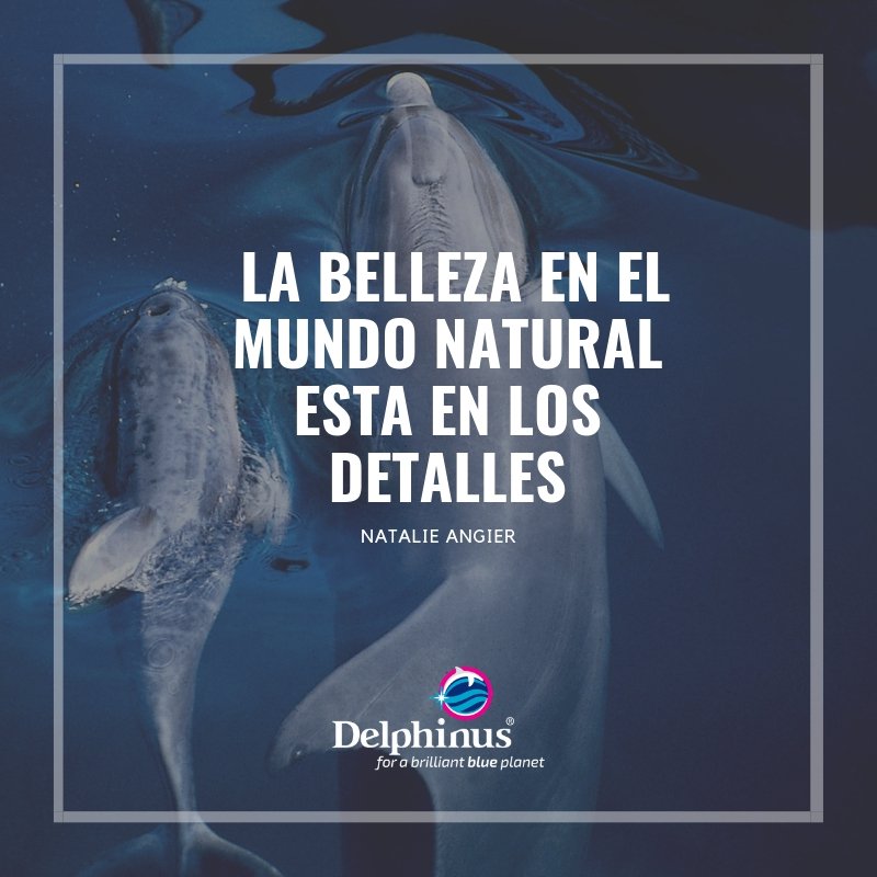 delphinus's tweet image. Iniciando la semana con la mejor actitud🤩👍
