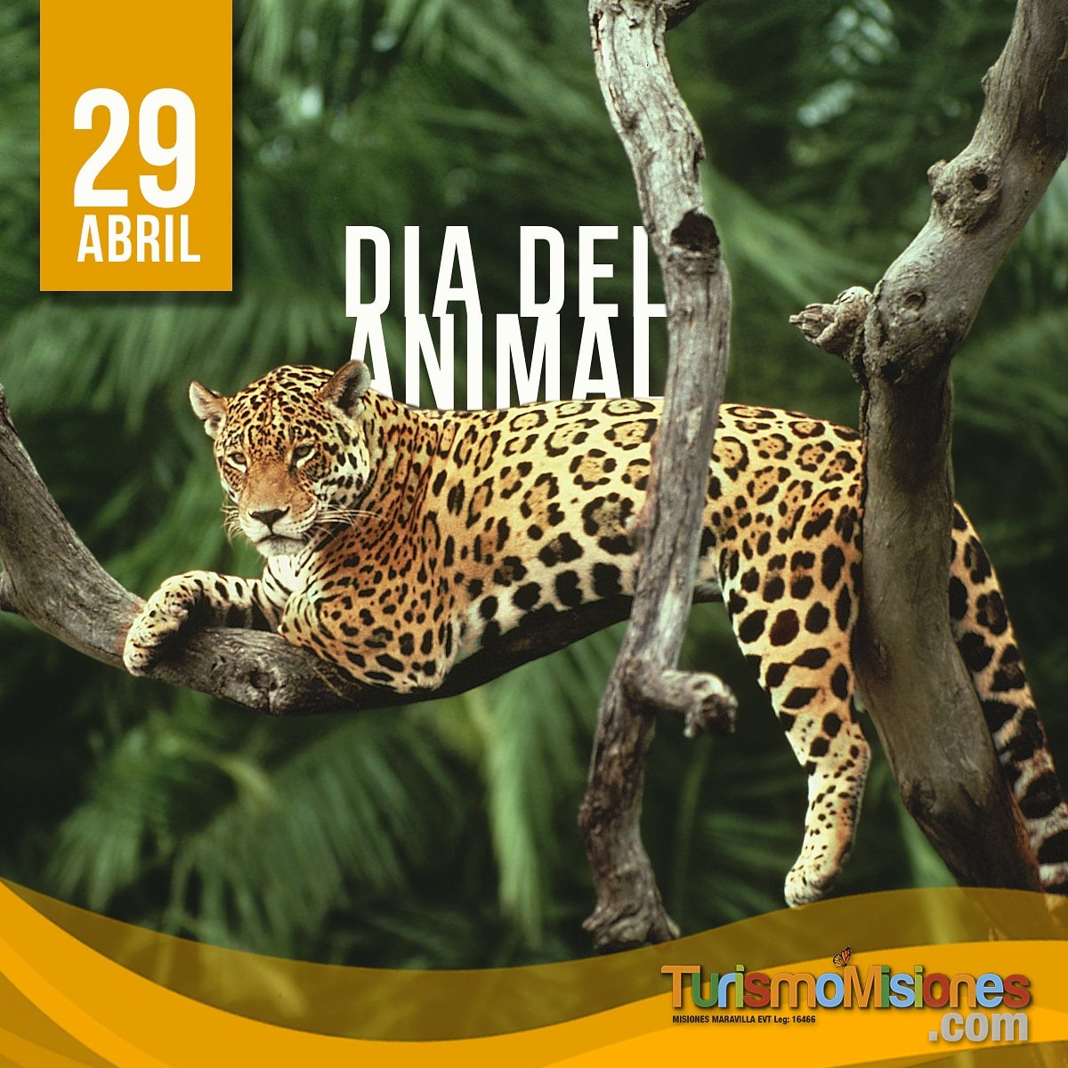 #DiaDelAnimal 🐯🐒🐦
Velamos por un turismo responsable y respetuoso con los animales y su hábitat. Si te gustan los animales, lo mejor que podes hacer es verlos en libertad.

#TurismoMisiones