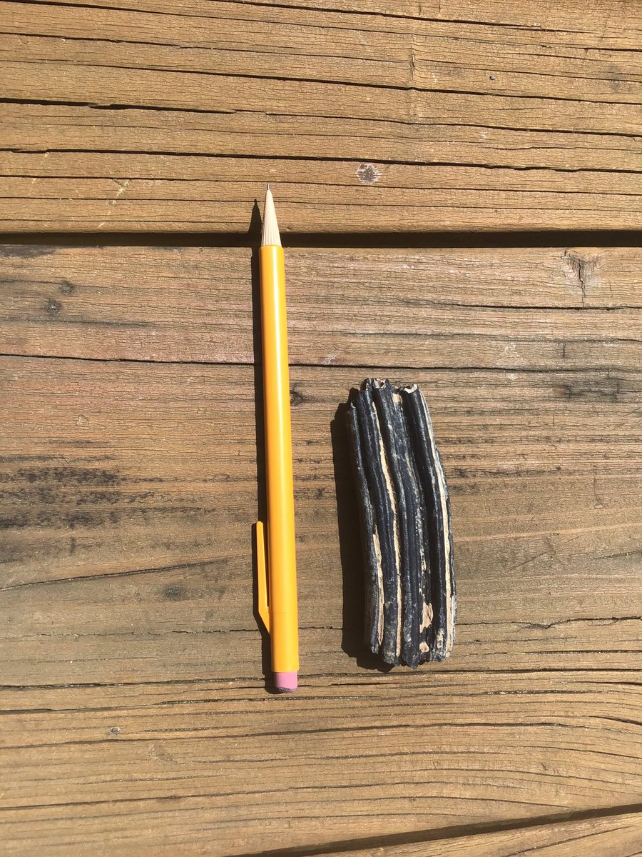 Joan Grimmett tweet media