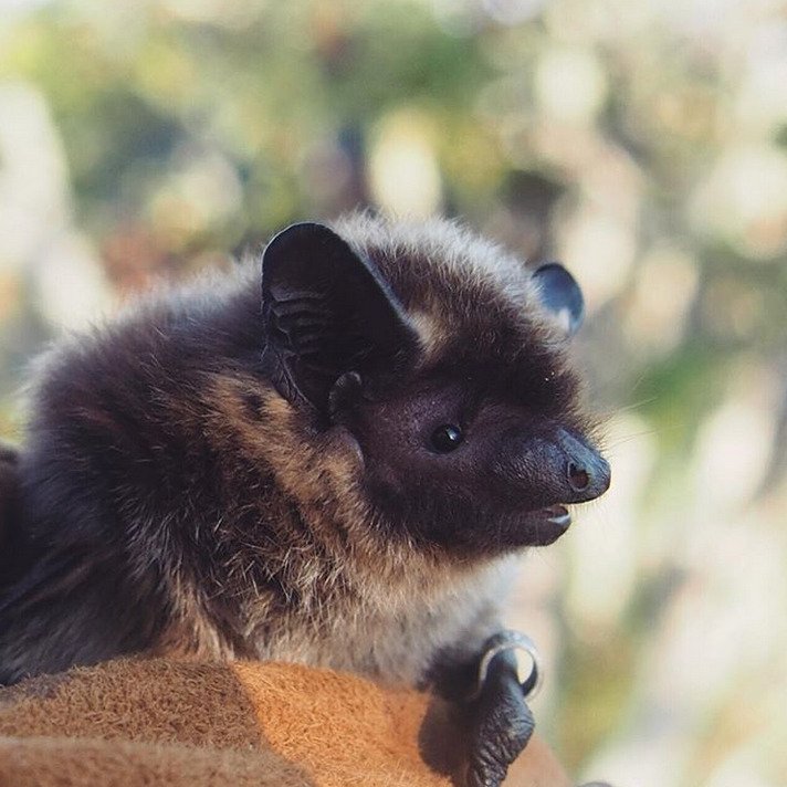 katimarie13's tweet photo. Hej alla! Jag söker fladdermusspillning för min avhandling och behöver din hjälp! @luomus_zoology @luomus #papanapankki @KoneenSaatio
#rohkeatekijä #BatLabFinland
https://t.co/bhprNrWztH https://t.co/Y9vXHwNYzm