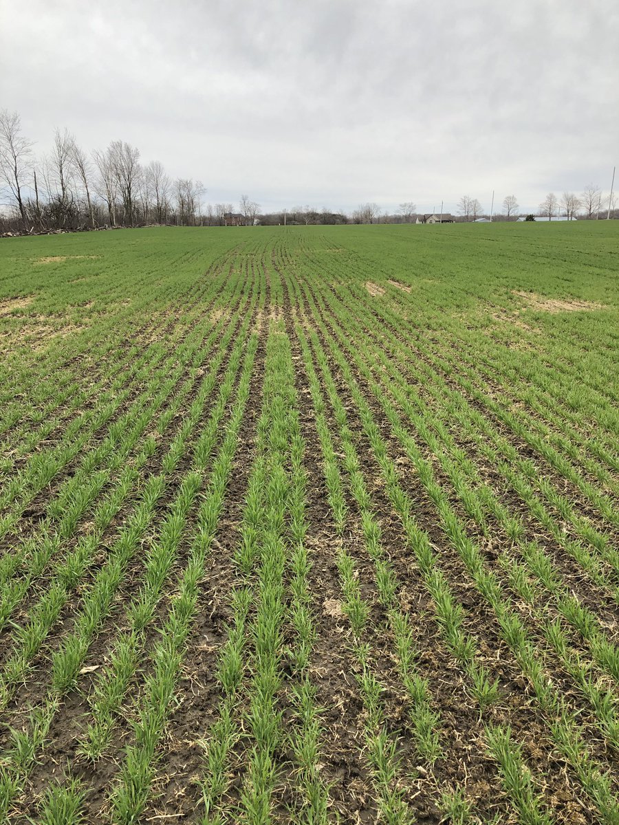 albrechc92's tweet photo. Some dead spots in this field but not enough to rip up this great looking winter wheat field planted in late September! https://t.co/bpn8LwZkDV