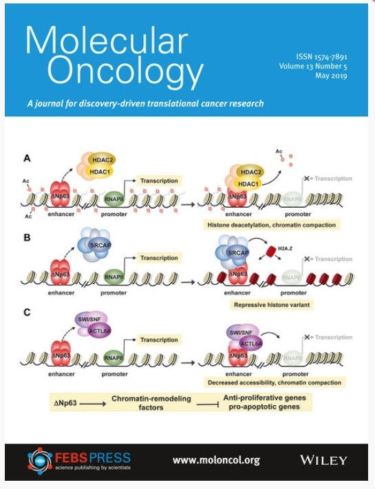 MolOncology's tweet photo. On the cover of our latest issue: Angelo Peschiaroli and colleagues review the genetic and epigenetic determinants of #ΔNp63 oncogenic activity in #squamouscellcarcinoma https://t.co/Q7pKgXhLFV https://t.co/YQtPwWBkIh