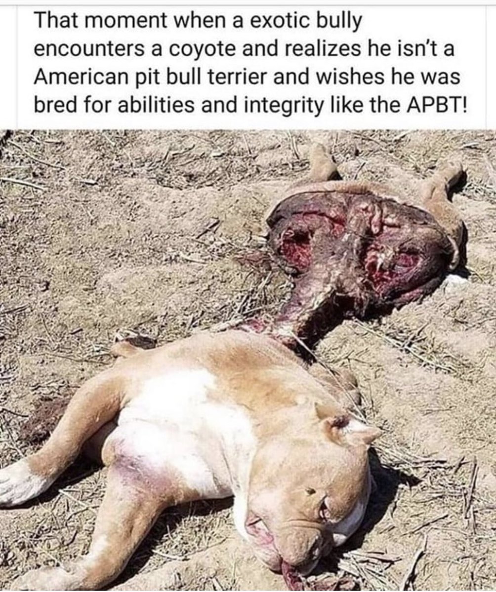 Vision239's tweet image. Stick to the Game bred olde dogs #APBT #RealBloodline #stayawayfromblues&amp;amp;bullies