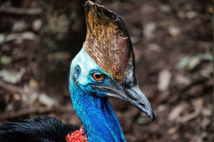 LightPoetryMag's tweet photo. Move over, eagle, owl and hawk—
You're great at catching prey, it's true,
But recently there's been some talk
Of even tougher birds than you.

For breaking verse on a #LookoutParrot, a #HomicidalCassowary, and more, fly straight to https://t.co/8BpZXY2r4E https://t.co/429q0pcEH3
