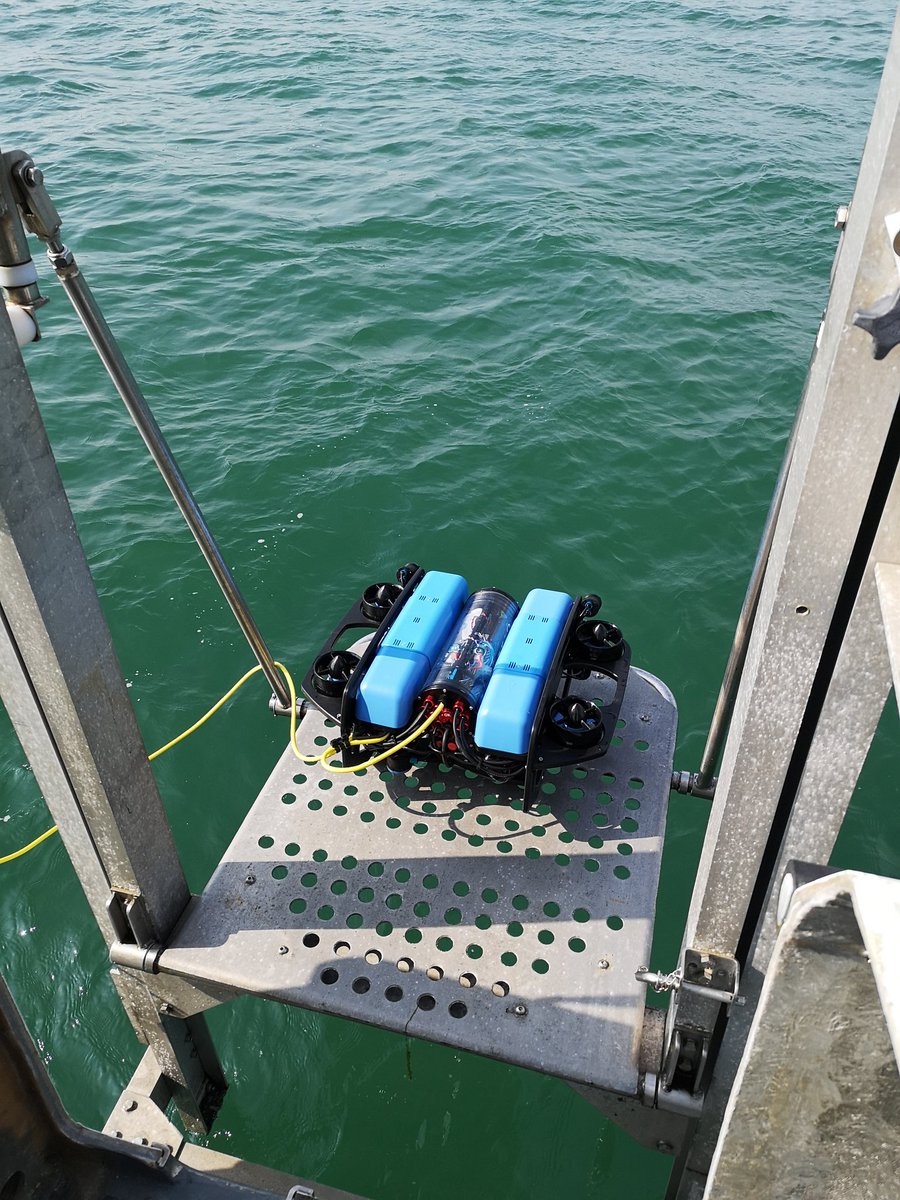 Dr Alice Hall tweet media