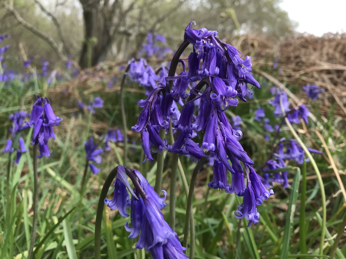 westhorpegarden's tweet photo. Bluebell time https://t.co/xxfvdWX2SI