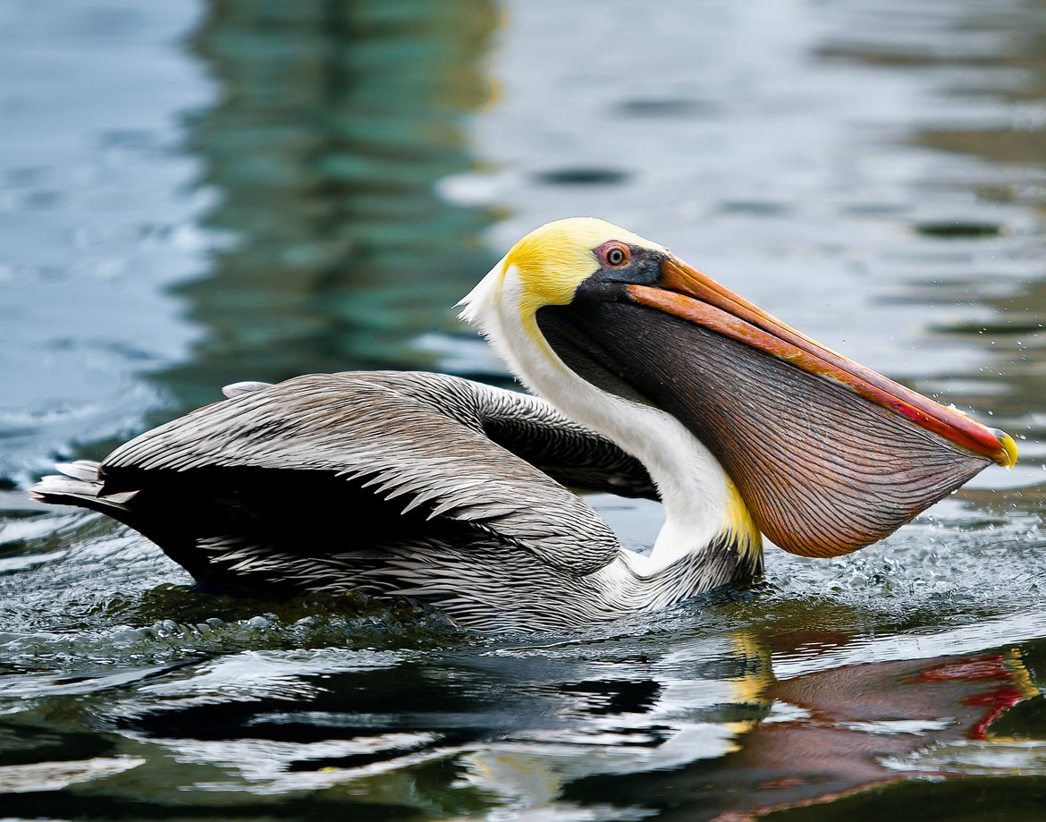 Wildlife_Pic's tweet image. Brown Pelican by Laura Domingue
bit.ly/2ZGesRO
#photooftheday #pelicans #birding #florida