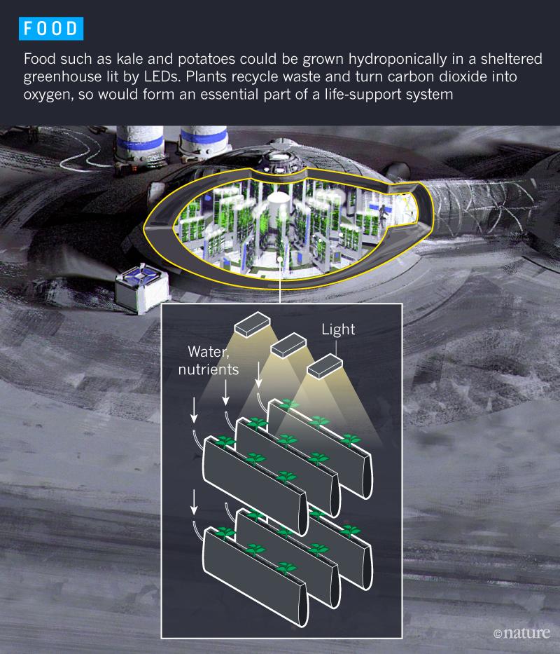BaseCreating's tweet image. One last factor, is the ability for the astronauts to grow their own food to sustain them on the moon since there would need to be multiple trips to resupply the base with food from Earth. Kale was chosen because of the vitamins and it&apos;s ability to grow in confined spaces.