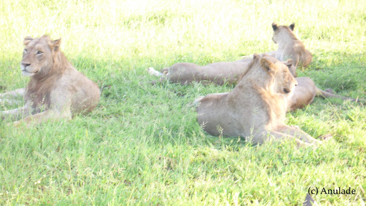 AnuladeOfficial's tweet photo. Putting things into perspective - a powerful experience observing these wonderful lions enjoying their morning relaxation. Wouldn't have missed this for the world.
#Anulade #alignwithnature #southafrica #travel #inspiring #liveyourbestlife #artist #lions #hearmystory #Troika https://t.co/4u9Gw1Q0Tl