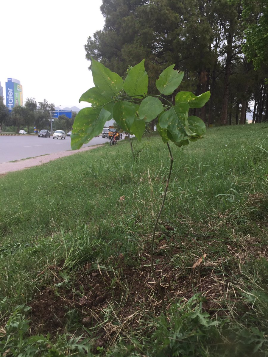 planterforce's tweet photo. Planted 2 trees today
Kachnaar and Sukh Chain
Spending time in nature feels special
Contributing to nature feels extra-special
#CleanAndGreenPakistan #ClimateAction https://t.co/OCeeoJdq9E